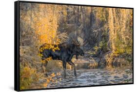 Bull moose crossing a mountain creek at sunset, USA-George Sanker-Framed Stretched Canvas