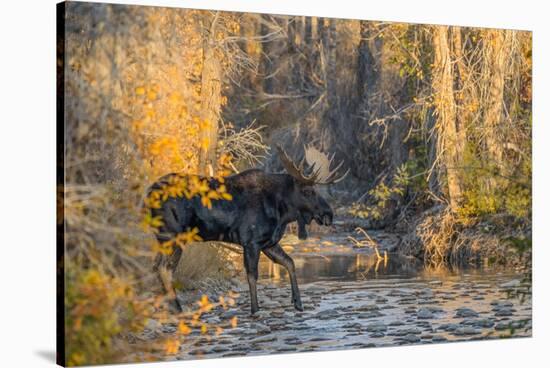 Bull moose crossing a mountain creek at sunset, USA-George Sanker-Stretched Canvas