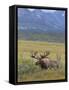 Bull Moose, Denali National Park, Alaska, USA-Hugh Rose-Framed Stretched Canvas