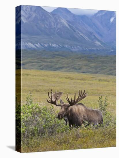 Bull Moose, Denali National Park, Alaska, USA-Hugh Rose-Stretched Canvas
