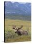Bull Moose, Denali National Park, Alaska, USA-Hugh Rose-Stretched Canvas