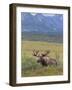 Bull Moose, Denali National Park, Alaska, USA-Hugh Rose-Framed Photographic Print