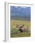 Bull Moose, Denali National Park, Alaska, USA-Hugh Rose-Framed Photographic Print