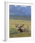 Bull Moose, Denali National Park, Alaska, USA-Hugh Rose-Framed Photographic Print