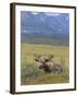 Bull Moose, Denali National Park, Alaska, USA-Hugh Rose-Framed Photographic Print