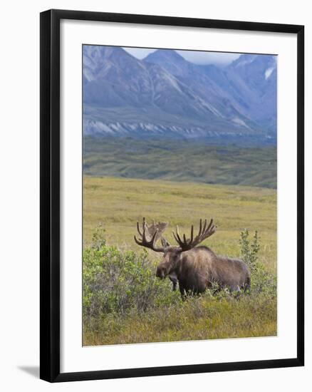 Bull Moose, Denali National Park, Alaska, USA-Hugh Rose-Framed Photographic Print