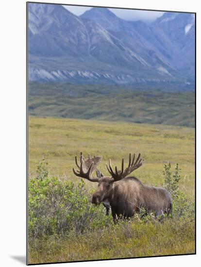 Bull Moose, Denali National Park, Alaska, USA-Hugh Rose-Mounted Photographic Print