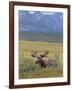 Bull Moose, Denali National Park, Alaska, USA-Hugh Rose-Framed Photographic Print