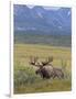 Bull Moose, Denali National Park, Alaska, USA-Hugh Rose-Framed Photographic Print