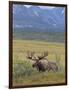 Bull Moose, Denali National Park, Alaska, USA-Hugh Rose-Framed Photographic Print