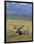 Bull Moose, Denali National Park, Alaska, USA-Hugh Rose-Framed Photographic Print