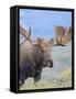 Bull Moose, Denali National Park, Alaska, USA-Hugh Rose-Framed Stretched Canvas