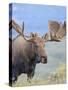 Bull Moose, Denali National Park, Alaska, USA-Hugh Rose-Stretched Canvas