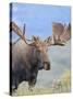 Bull Moose, Denali National Park, Alaska, USA-Hugh Rose-Stretched Canvas