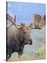 Bull Moose, Denali National Park, Alaska, USA-Hugh Rose-Stretched Canvas