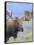 Bull Moose, Denali National Park, Alaska, USA-Hugh Rose-Framed Stretched Canvas