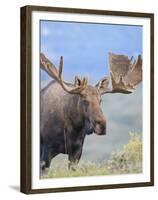 Bull Moose, Denali National Park, Alaska, USA-Hugh Rose-Framed Premium Photographic Print