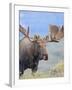 Bull Moose, Denali National Park, Alaska, USA-Hugh Rose-Framed Premium Photographic Print