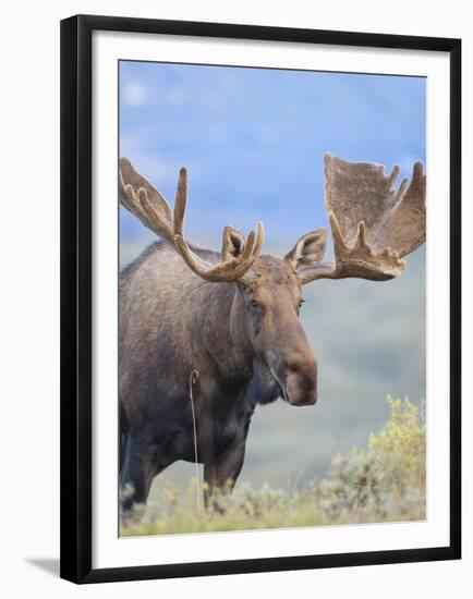 Bull Moose, Denali National Park, Alaska, USA-Hugh Rose-Framed Premium Photographic Print