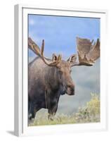 Bull Moose, Denali National Park, Alaska, USA-Hugh Rose-Framed Premium Photographic Print