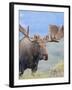 Bull Moose, Denali National Park, Alaska, USA-Hugh Rose-Framed Premium Photographic Print