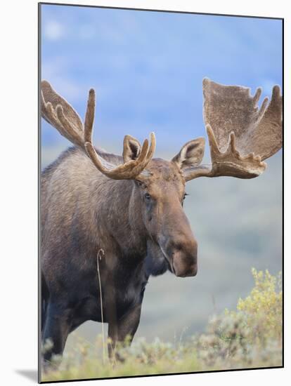 Bull Moose, Denali National Park, Alaska, USA-Hugh Rose-Mounted Premium Photographic Print
