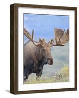 Bull Moose, Denali National Park, Alaska, USA-Hugh Rose-Framed Photographic Print