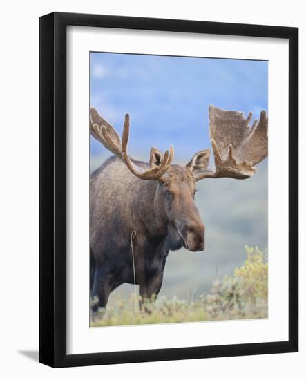 Bull Moose, Denali National Park, Alaska, USA-Hugh Rose-Framed Photographic Print