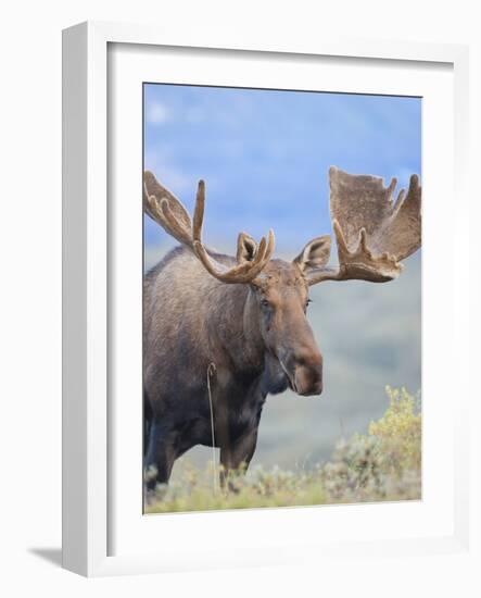 Bull Moose, Denali National Park, Alaska, USA-Hugh Rose-Framed Photographic Print