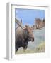 Bull Moose, Denali National Park, Alaska, USA-Hugh Rose-Framed Photographic Print