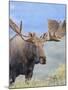 Bull Moose, Denali National Park, Alaska, USA-Hugh Rose-Mounted Photographic Print