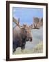 Bull Moose, Denali National Park, Alaska, USA-Hugh Rose-Framed Photographic Print