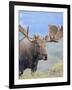 Bull Moose, Denali National Park, Alaska, USA-Hugh Rose-Framed Photographic Print