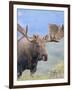 Bull Moose, Denali National Park, Alaska, USA-Hugh Rose-Framed Photographic Print