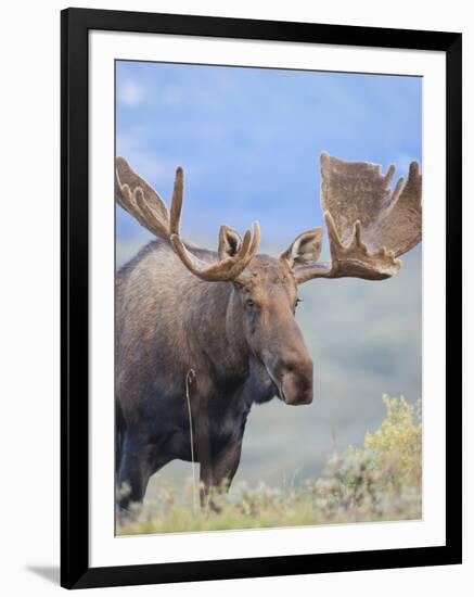 Bull Moose, Denali National Park, Alaska, USA-Hugh Rose-Framed Photographic Print