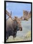 Bull Moose, Denali National Park, Alaska, USA-Hugh Rose-Framed Photographic Print