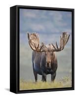 Bull Moose, Denali National Park, Alaska, USA-Hugh Rose-Framed Stretched Canvas
