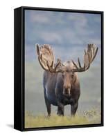 Bull Moose, Denali National Park, Alaska, USA-Hugh Rose-Framed Stretched Canvas