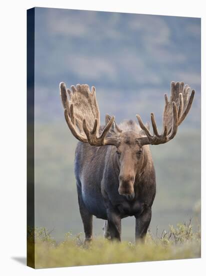 Bull Moose, Denali National Park, Alaska, USA-Hugh Rose-Stretched Canvas