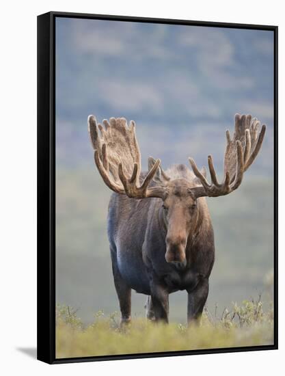 Bull Moose, Denali National Park, Alaska, USA-Hugh Rose-Framed Stretched Canvas