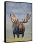 Bull Moose, Denali National Park, Alaska, USA-Hugh Rose-Framed Stretched Canvas