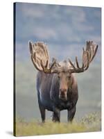 Bull Moose, Denali National Park, Alaska, USA-Hugh Rose-Stretched Canvas