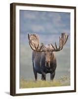 Bull Moose, Denali National Park, Alaska, USA-Hugh Rose-Framed Premium Photographic Print