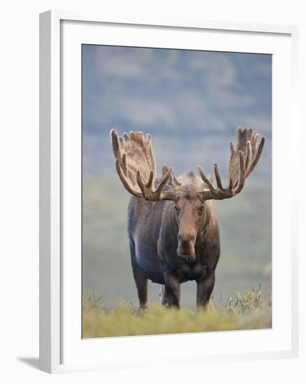 Bull Moose, Denali National Park, Alaska, USA-Hugh Rose-Framed Premium Photographic Print