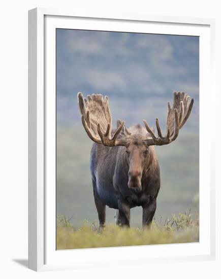 Bull Moose, Denali National Park, Alaska, USA-Hugh Rose-Framed Premium Photographic Print