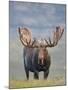 Bull Moose, Denali National Park, Alaska, USA-Hugh Rose-Mounted Premium Photographic Print