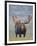 Bull Moose, Denali National Park, Alaska, USA-Hugh Rose-Framed Premium Photographic Print