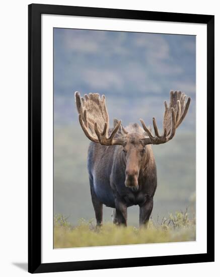 Bull Moose, Denali National Park, Alaska, USA-Hugh Rose-Framed Premium Photographic Print