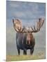 Bull Moose, Denali National Park, Alaska, USA-Hugh Rose-Mounted Premium Photographic Print