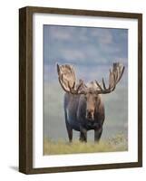 Bull Moose, Denali National Park, Alaska, USA-Hugh Rose-Framed Photographic Print